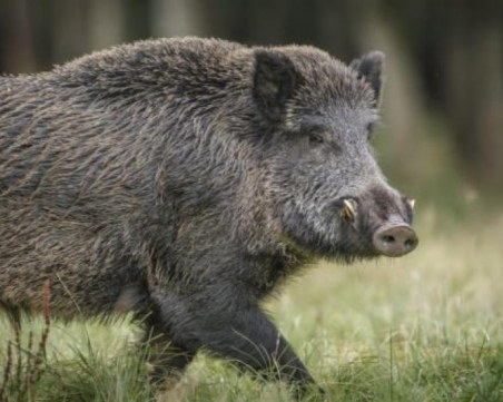 Ново огнище от африканска чума в Смолянско – този път край Хвойна