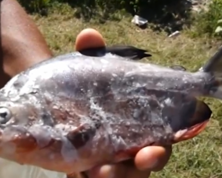 Рибар залови пираня на язовир 