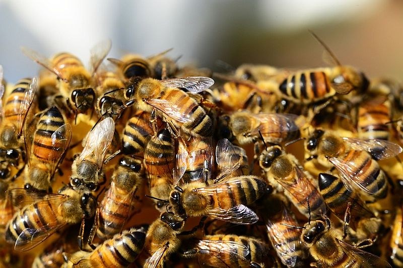 Пчела уби 30-годишен мъж в Мизия