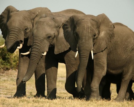 Забраняват трофейния лов на носорози и слонове