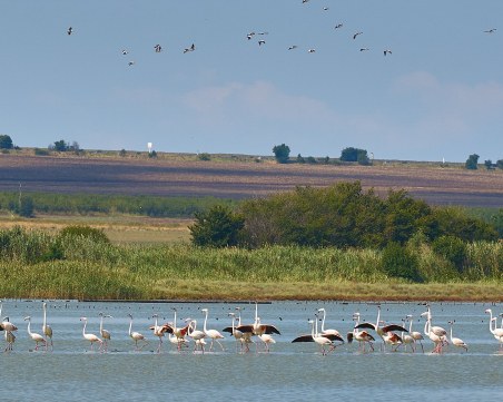 Голямо ято от розови фламинго впечатли туристите край Бургас