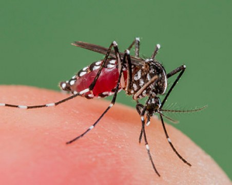 Малария плъзна в бежанския лагер в Харманли