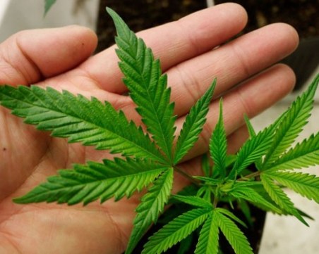 Разбиха домашна наркооранжерия край Брацигово, 51-годишен - с белезници