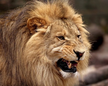 Лъвове убиха стопанина си, властите в ЮАР ги умъртвиха