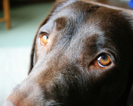 Мъж застреля две кучета в Търговище, задържаха го