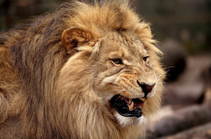 Лъвове убиха стопанина си, властите в ЮАР ги умъртвиха