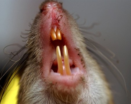 57-годишен мъж почина след ухапване от плъх