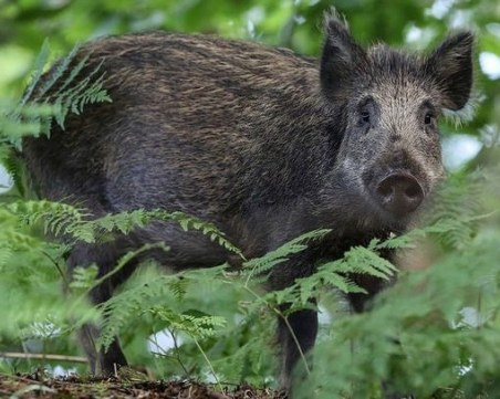 Нов случай на африканска чума в Югозападна България