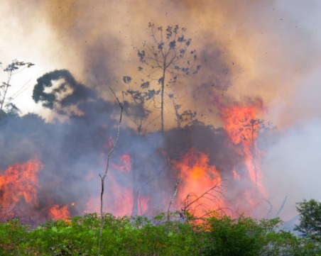 Рекордни пожари опустошиха Амазонската джунгла