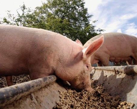Глоби грозят десетки собственици на прасета в Сливенско