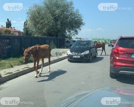 Коне се наредиха на опашките пред КАТ - Пловдив