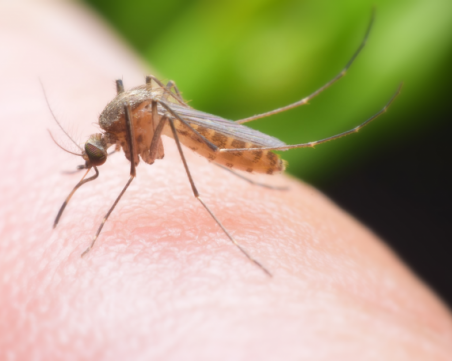 Още двама пипнаха западнонилска треска у нас