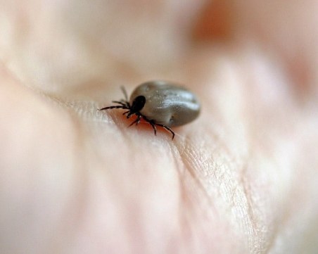 Трима ухапани от кърлеж в Пловдив за седмица