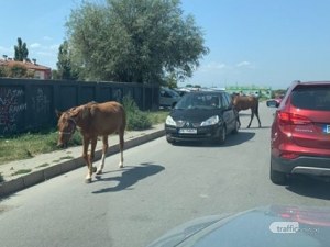 Коне се наредиха на опашките пред КАТ - Пловдив