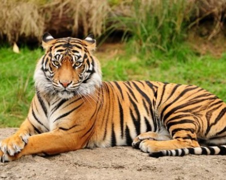 Тигър нападна двегодишно момиченце в зоопарк