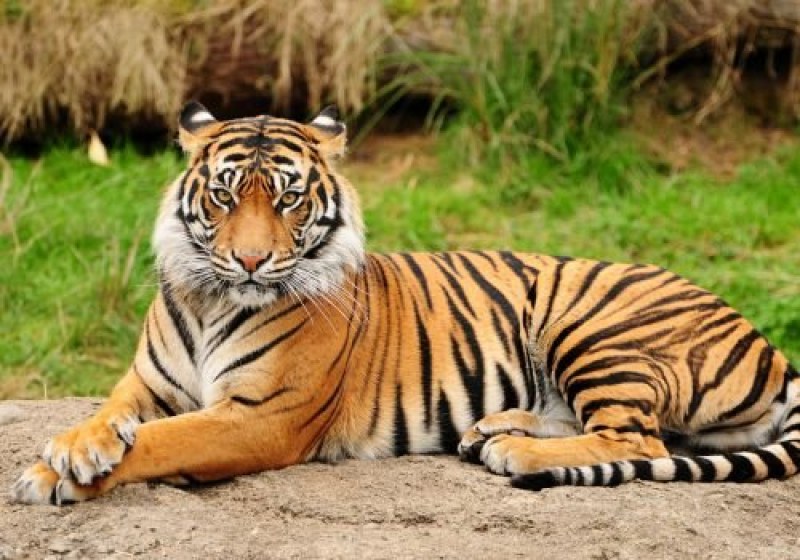 Тигър нападна двегодишно момиченце в зоопарк