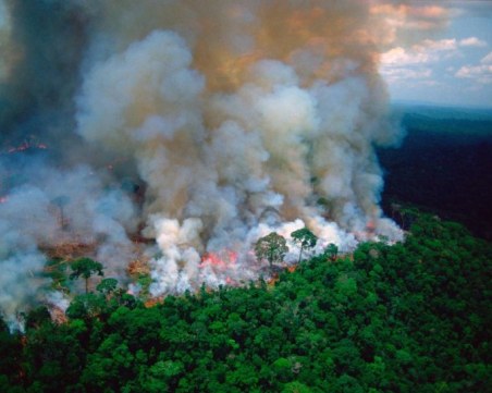Единствените останали животни в Амазония са змии