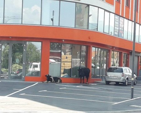 Крави и теле скитат по булевардите в София, стигнаха до летището