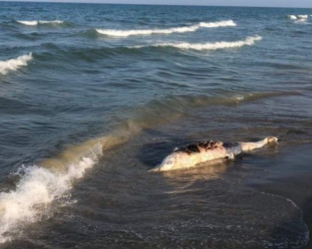 Мъртъв делфин изплува на плажа в Шкорпиловци