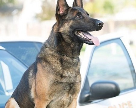 Полицейско куче загина в патрулка заради прегряване