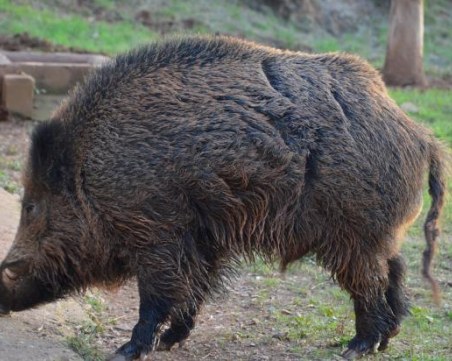 Турски фермер реши да съди диви прасета, нагазили в царевицата му