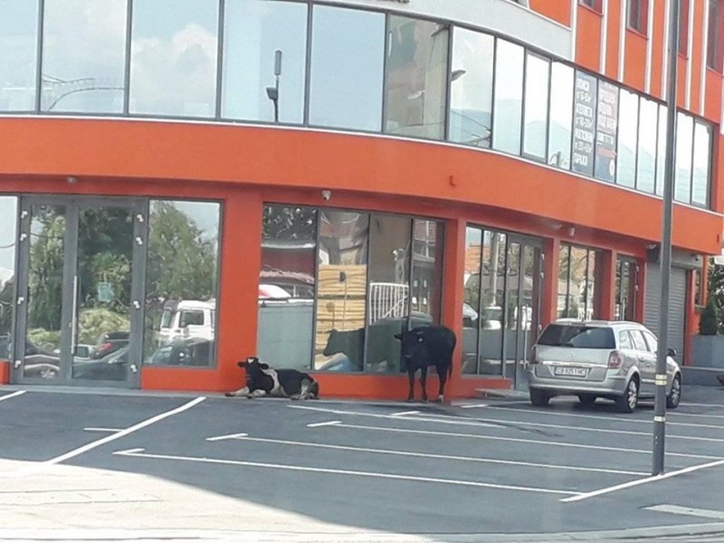 Крави и теле скитат по булевардите в София, стигнаха до летището