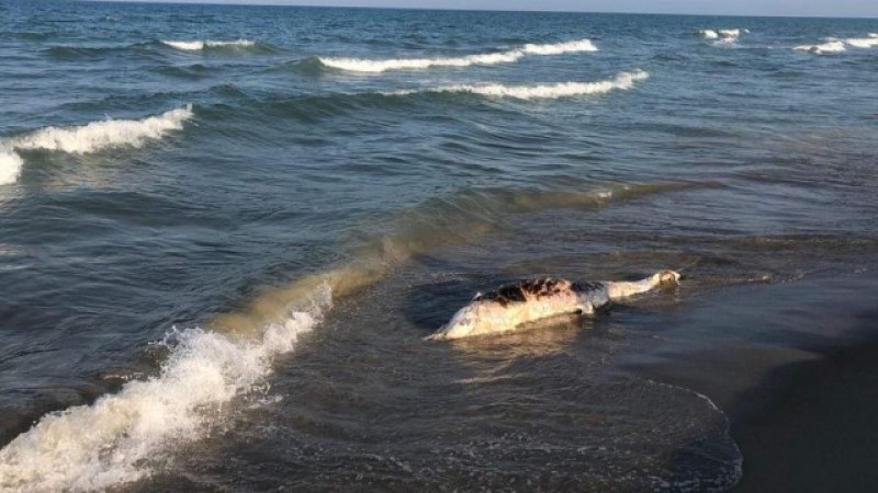 Мъртъв делфин изплува на плажа в Шкорпиловци