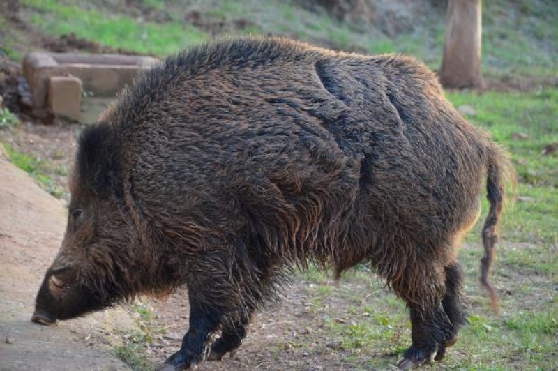 Турски фермер реши да съди диви прасета, нагазили в царевицата му