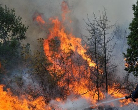 Пожар изпепели 100 декара гора край Девин
