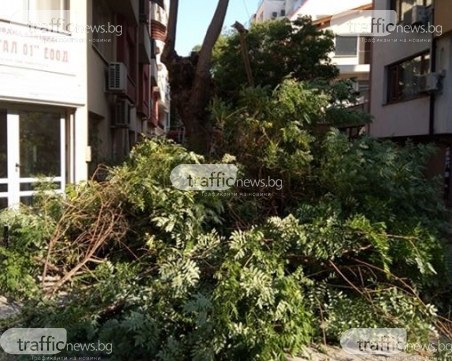 След 10 жалби на пловдивчанка, подкастрят дърветата около жилището й
