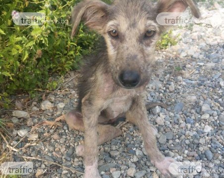 Малка душичка, изпълнена с много любов, търси своите нови стопани