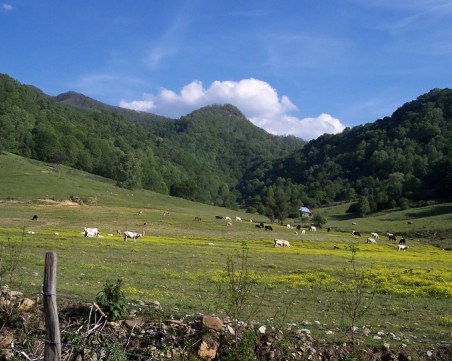 Откриха стадо мъртви крави в Рила