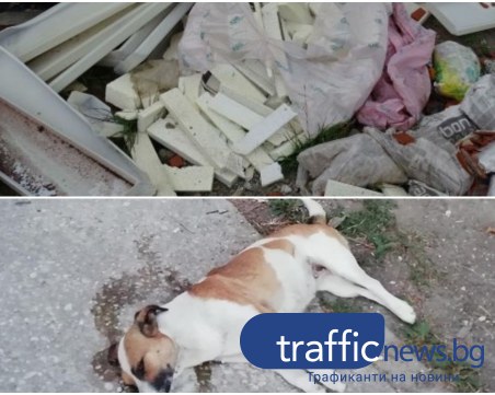 След водния режим: Брациговци с нови изпитания - изтровени кучета и сметище на входа на града