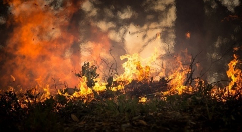 Пожарът край Девин е унищожил 70 дка гора