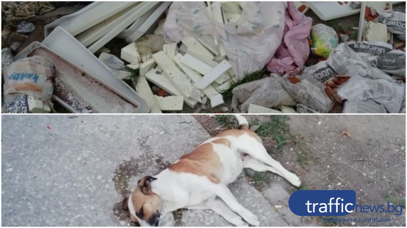 След водния режим: Брациговци с нови изпитания - изтровени кучета и сметище на входа на града