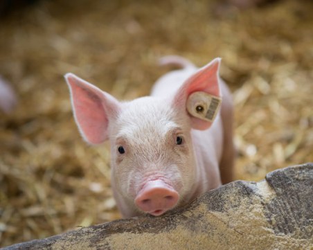 Добра новина! Няма нови огнища на африканска чума през последните две седмици