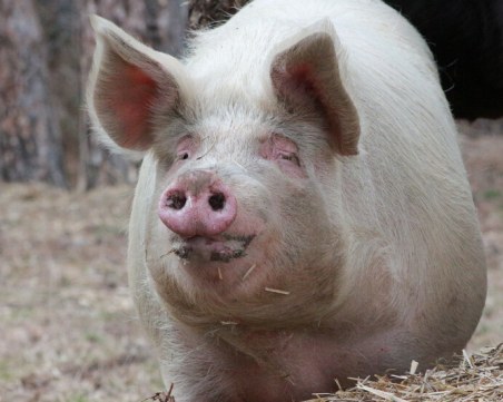 Голям свинекомплекс у нас иска диагнозата африканска чума да бъде отменена