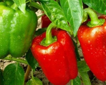 Апаши овършаха нива край Пловдив, задигнаха 2 тона чушки