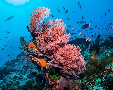 Климатичните промени влошават състоянието на Големия бариерен риф