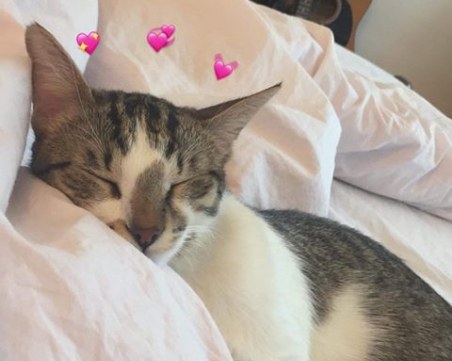 Котка изчезна в Кършияка, стопаните предлагат възнаграждение за намирането й