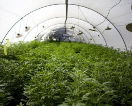 Оранжерия за канабис с 31 растения откриха край Харманли