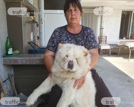 Питбулите, нахапали жена в Пловдив, и друг път са нападали нея и кучето й