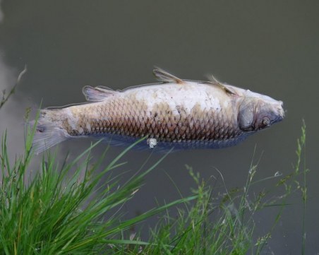 Жегите умориха рибата в река Янтра