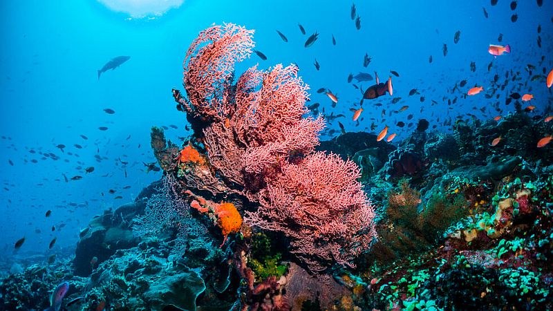 Климатичните промени влошават състоянието на Големия бариерен риф