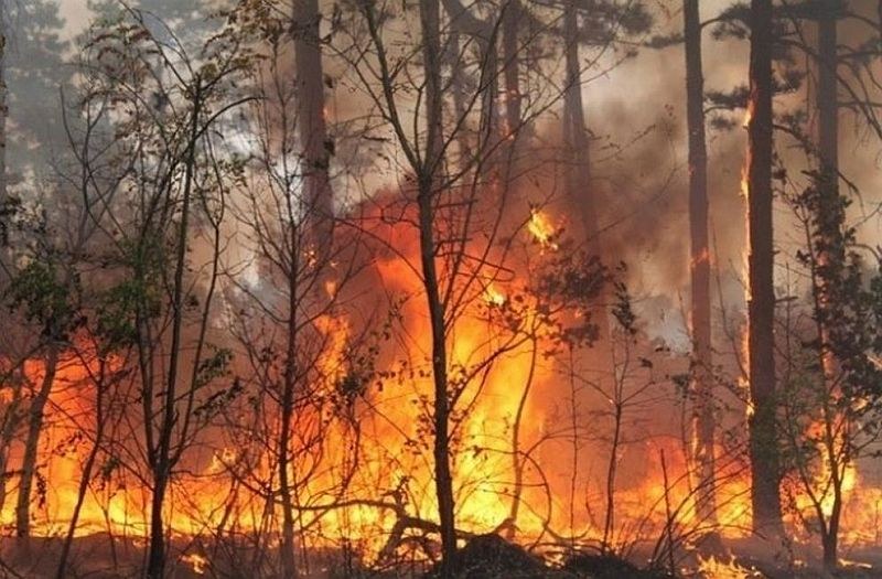 Пловдивски доброволци участваха в потушаването на два горски пожара