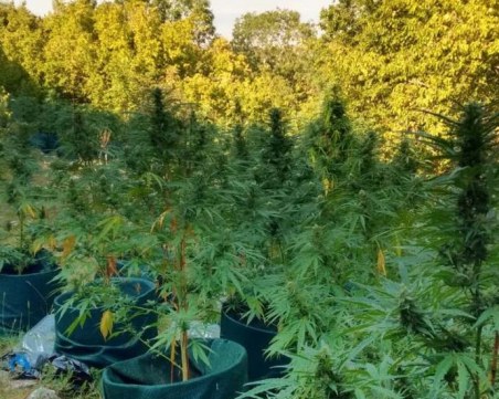 Акция срещу наркотици в Бургас! 9 в ареста, сред тях и горски служители