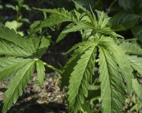 Пуснаха на свобода двамата горски, арестувани при акцията в Бургас