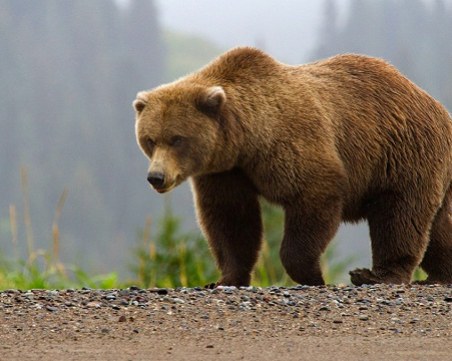 Убиха опасна мечка в Смолянско