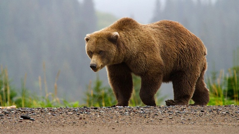 Убиха опасна мечка в Смолянско