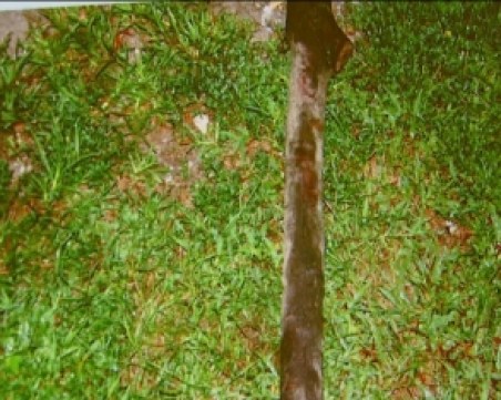 Мъжът, намерен в София, е убит с дървен кол